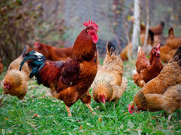 Породы куриц | ЗооТом - продажа, вязка и услуги для животных в Закаменске