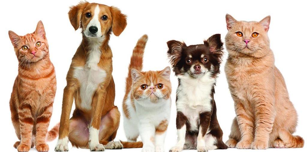 Доска объявлений о животных | ЗооТом - продажа, вязка и услуги для животных в Закаменске