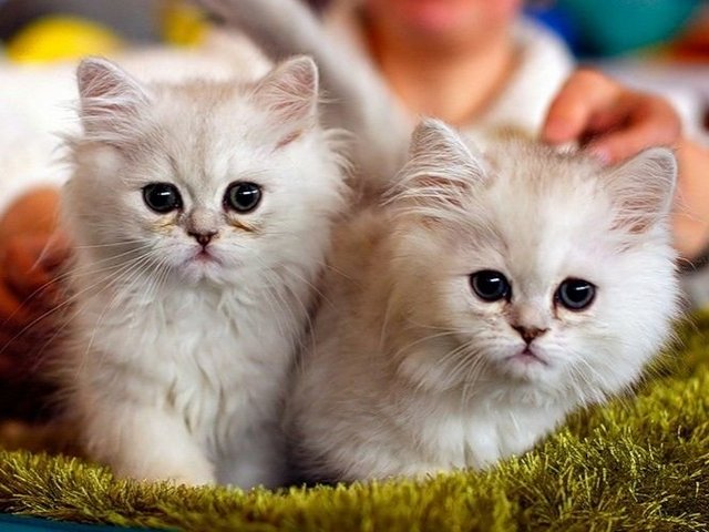 Породы кошек в Закаменске | ЗооТом портал о животных