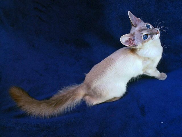 Выведенные породы кошек в Закаменске | ЗооТом портал о животных
