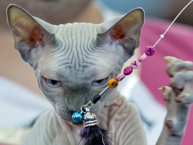 Выставки кошек в Закаменске | ЗооТом портал о животных