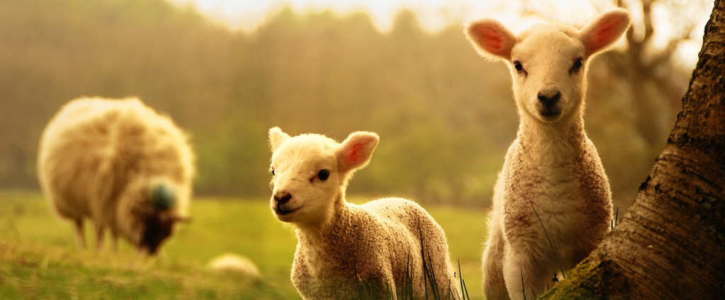 Объявления о сельскохозяйственных животных | ЗооТом - продажа, вязка и услуги для животных в Закаменске