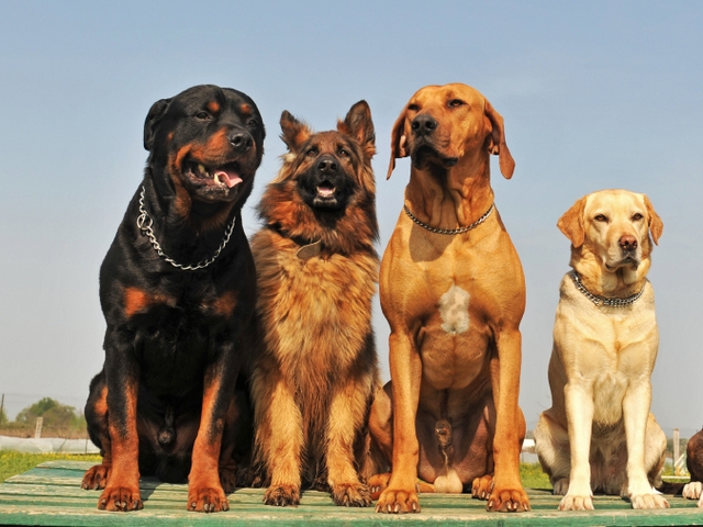 Крупные породы собак в Закаменске | ЗооТом портал о животных