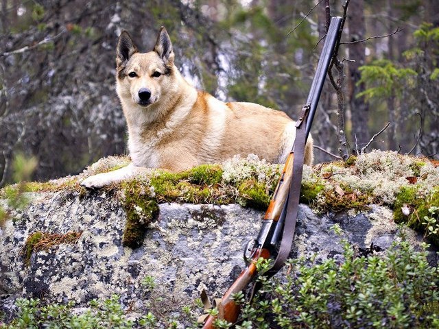 Все о собаках в Закаменске Все о собаках в Закаменске