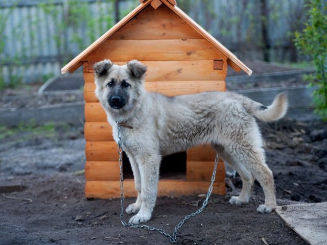 Все о собаках в Закаменске Все о собаках в Закаменске